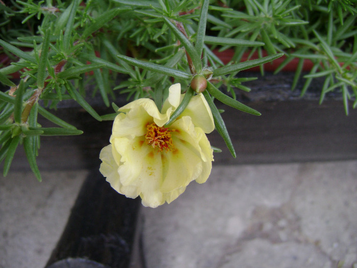 DSC07062 - Floarea de piatra - Portulaca grandiflora