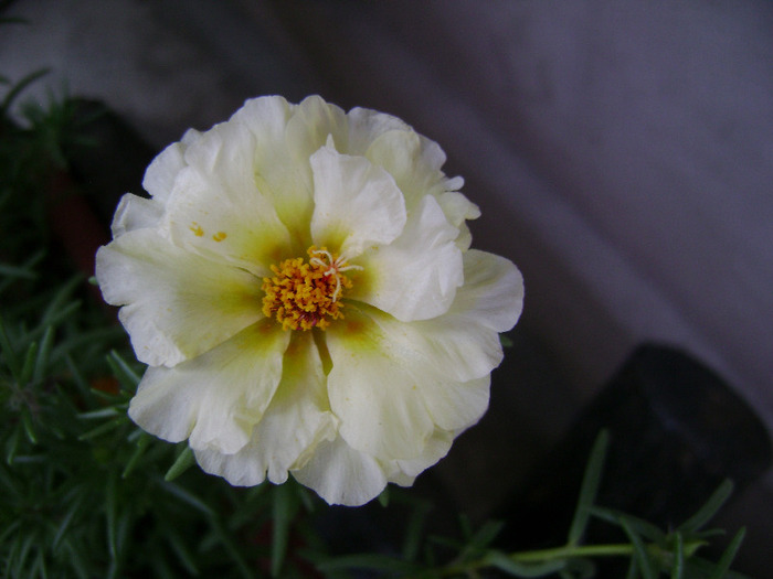 DSC07063 - Floarea de piatra - Portulaca grandiflora