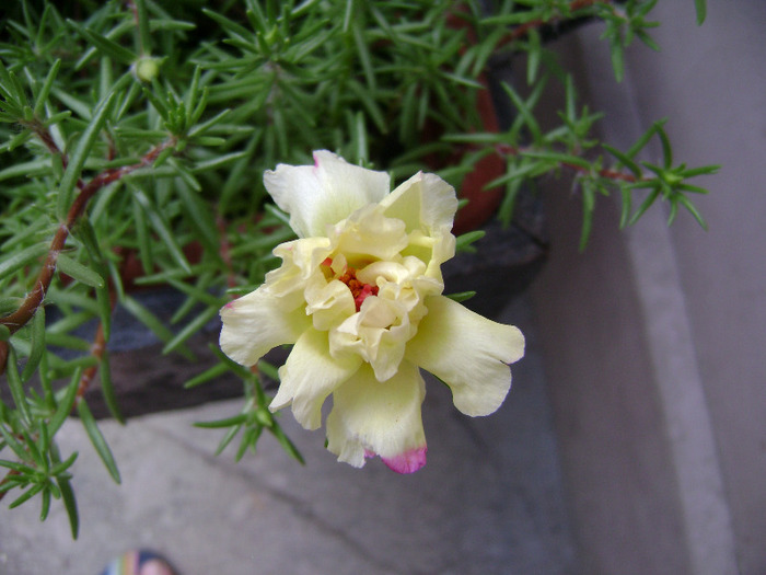 DSC07065 - Floarea de piatra - Portulaca grandiflora