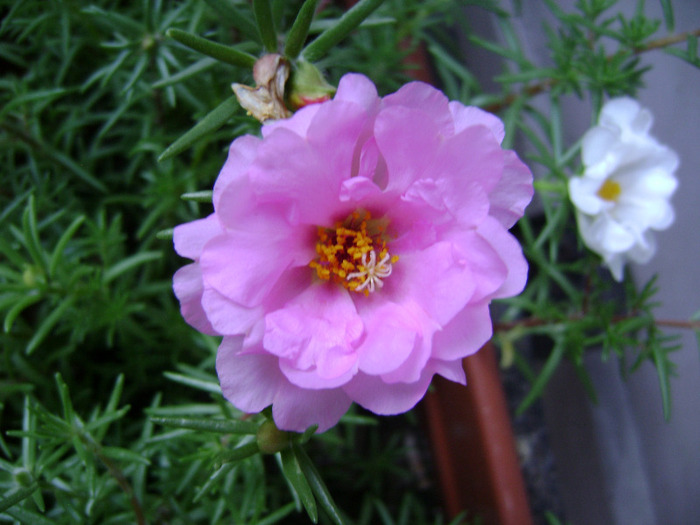 DSC07066 - Floarea de piatra - Portulaca grandiflora