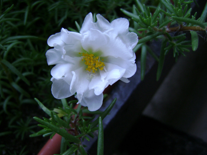 DSC07067 - Floarea de piatra - Portulaca grandiflora