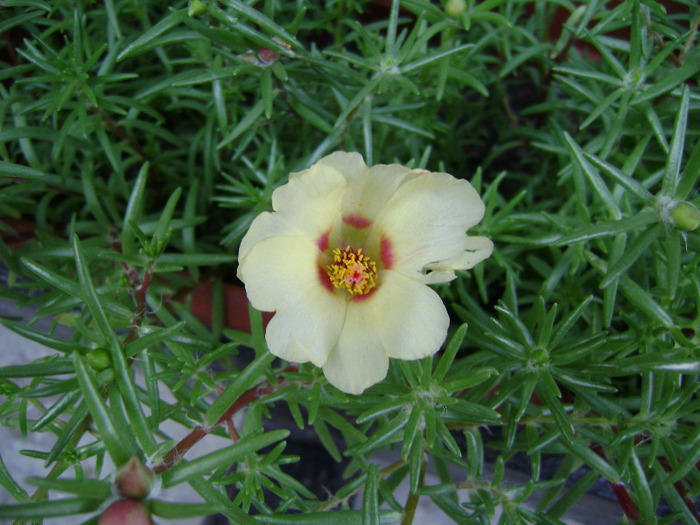 DSC07068 - Floarea de piatra - Portulaca grandiflora