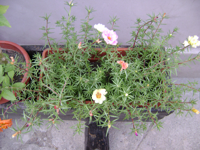 DSC07069 - Floarea de piatra - Portulaca grandiflora