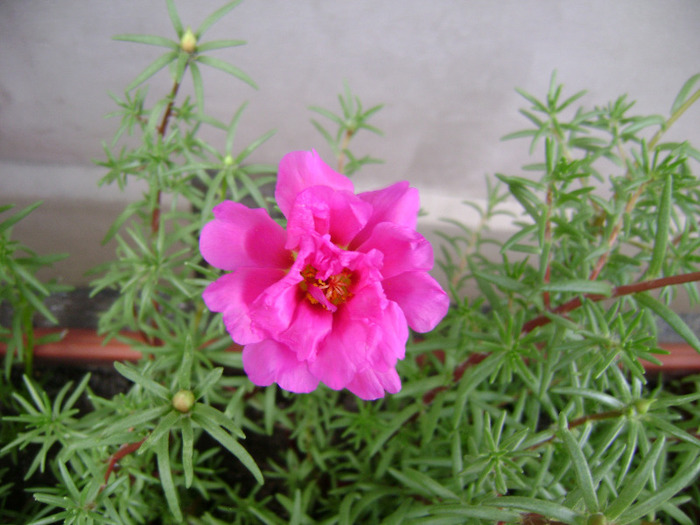 DSC07048 - Floarea de piatra - Portulaca grandiflora