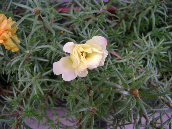 DSC07049 - Floarea de piatra - Portulaca grandiflora