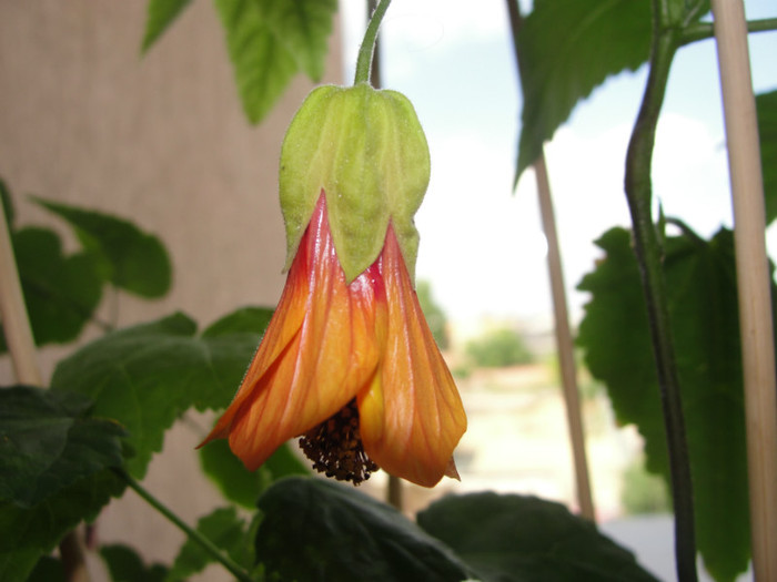 abutilon patrick singe - C-plante de la hodnik 2011