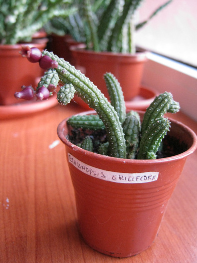 Echidnopsis ericiflora