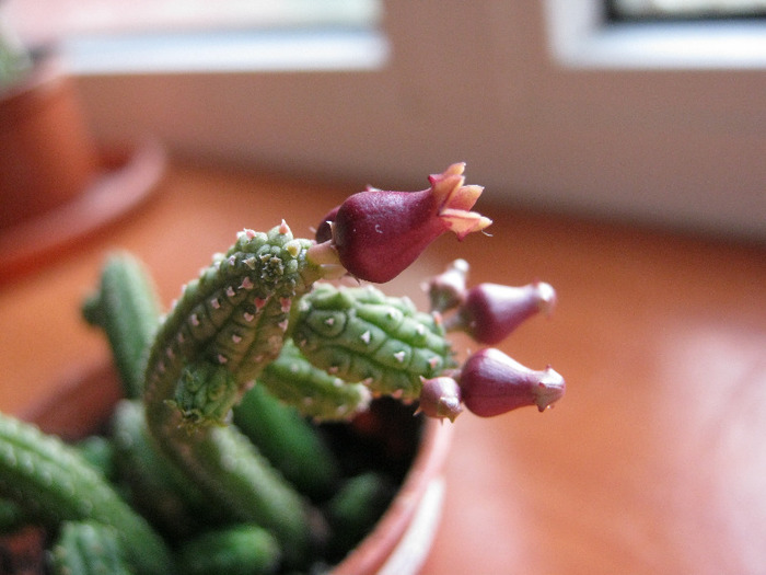 Echidnopsis ericiflora (9)