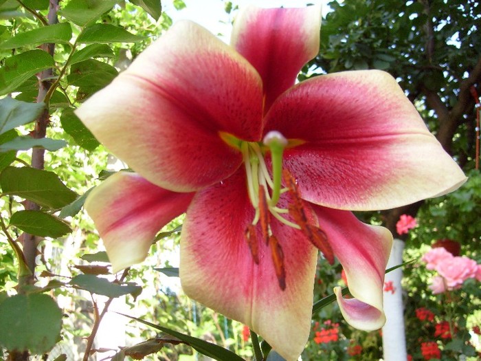 crin roz inchis cu margini galben-soi GIGANT; deosebit de parfumat!!!!!!!!
