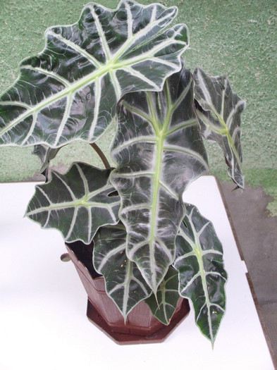  - ALOCASIA POLLY