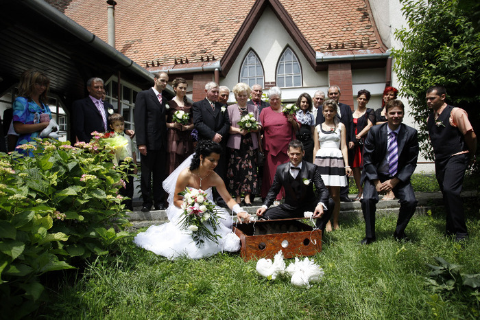 _MG_0594 - porumbei pentru nunti si alte evenimente TARGU MURES