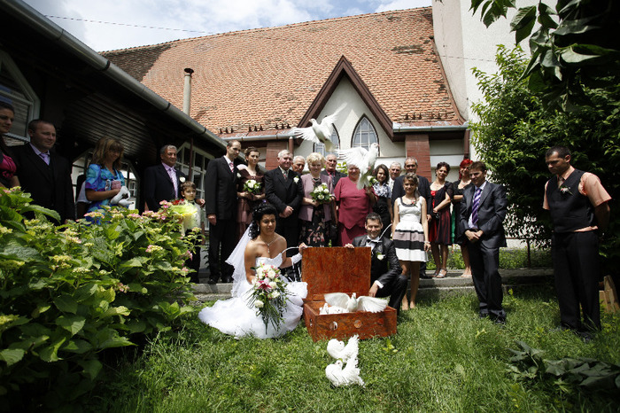 _MG_0601 - porumbei pentru nunti si alte evenimente TARGU MURES