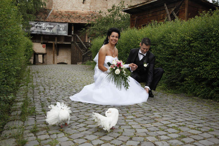 _MG_0792 - porumbei pentru nunti si alte evenimente TARGU MURES