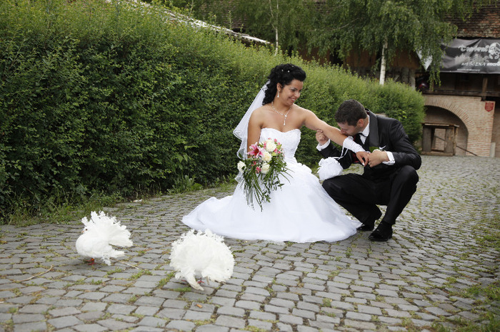 _MG_0810 - porumbei pentru nunti si alte evenimente TARGU MURES