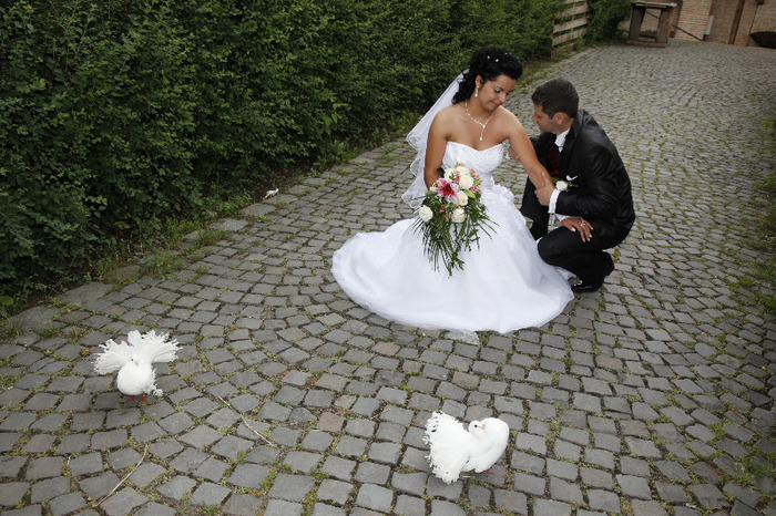 _MG_0813 - porumbei pentru nunti si alte evenimente TARGU MURES