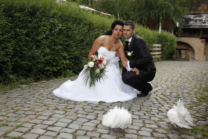 _MG_0825 - porumbei pentru nunti si alte evenimente TARGU MURES