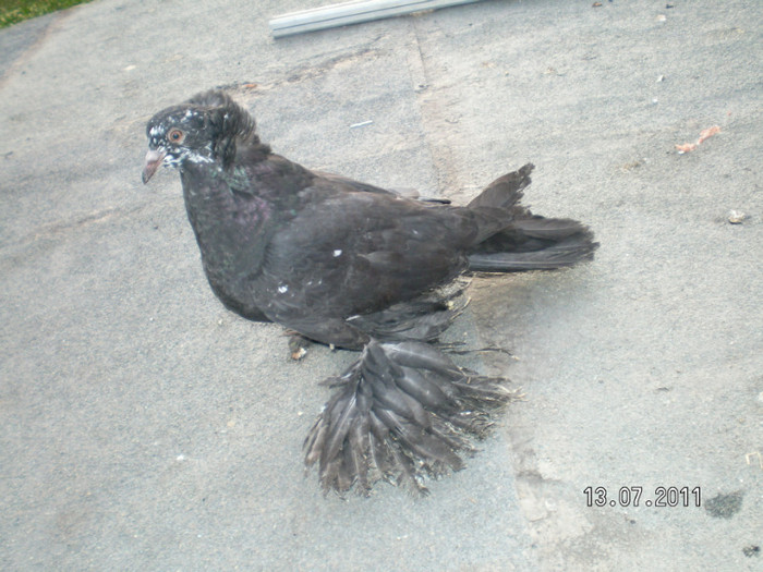 SANY0053 - PUI 2011