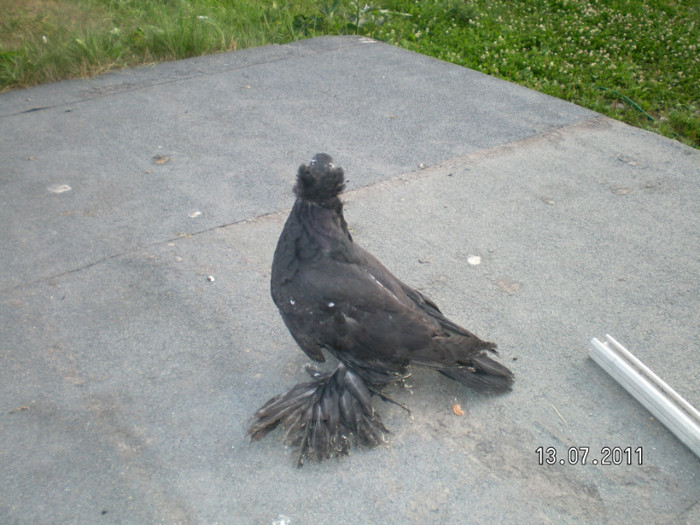 SANY0056 - PUI 2011
