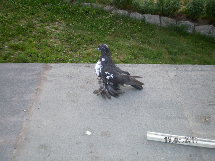 SANY0062 - PUI 2011