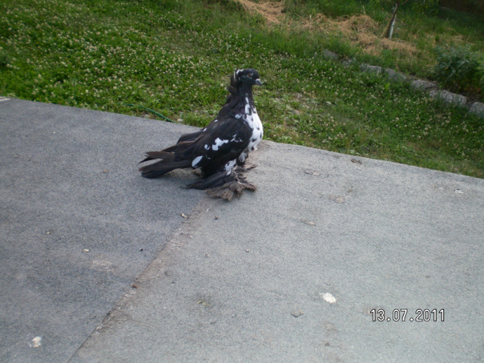 SANY0063 - PUI 2011
