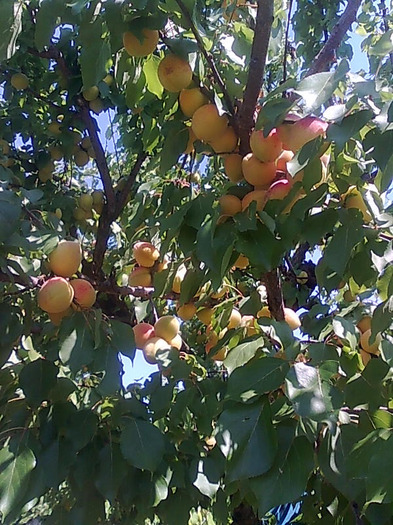 006 - ALBINE 2011