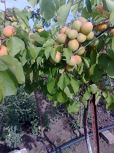 in gradina 008 - ALBINE 2011
