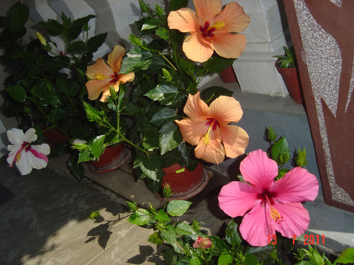 Picture 2103 - 09-2012-HIBISCUS