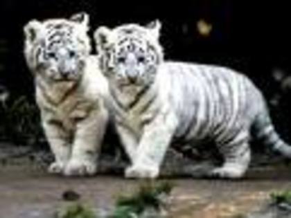 pui de tigru alb - animale