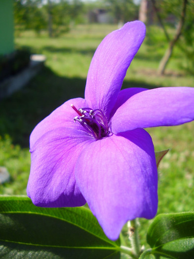 Peroni 855 - tibouchina