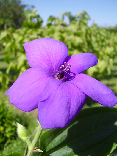 Peroni 854 - tibouchina