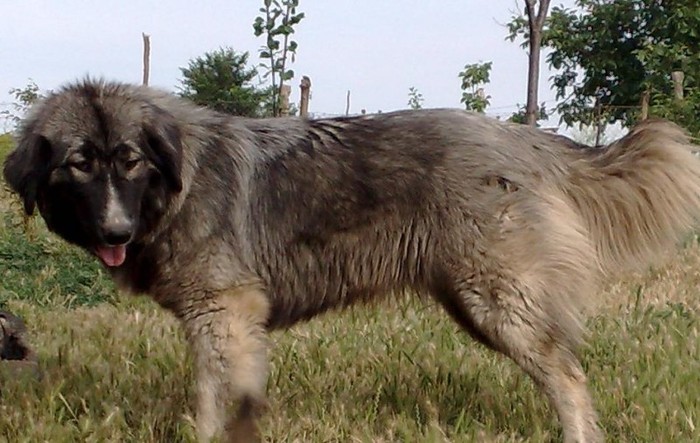 Luna; o femela deosebit de agresiva,cu persoane straine  sau orice alte animale
