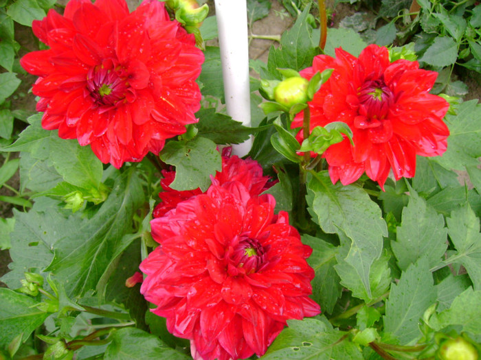 DSC02042 - Flori 2011