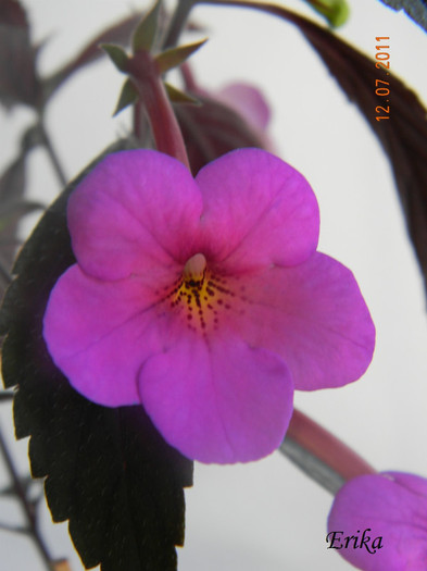 Vivid 12-07-2011 - Achimenes 2011 - 2017