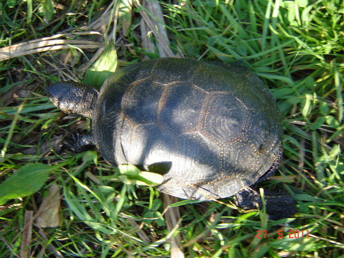 DSC00168 - Dans Pitesti si excursiea de la lacul Vidraru 2011