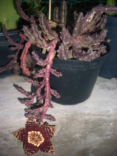 stapelia - cactusi si suculente