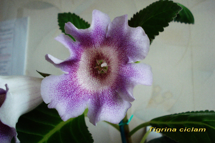 Tigrina ciclam (15-07-2011) - Gloxinii