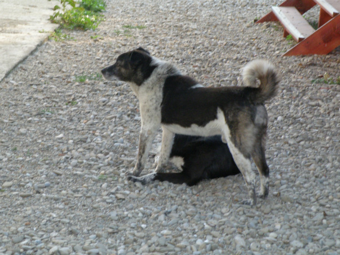 bobi