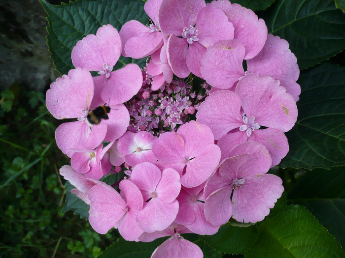 009 - hortensia 2