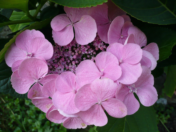 011 - hortensia 2