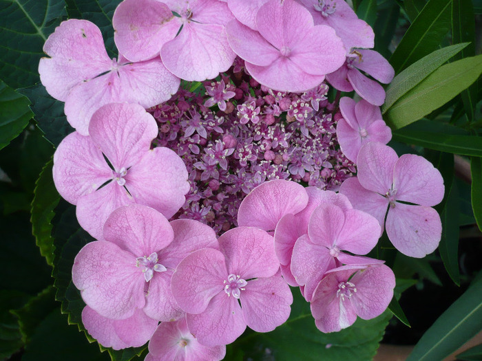 012 - hortensia 2