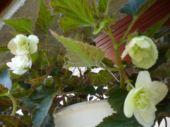 019 - muscate si alte plante de balcon