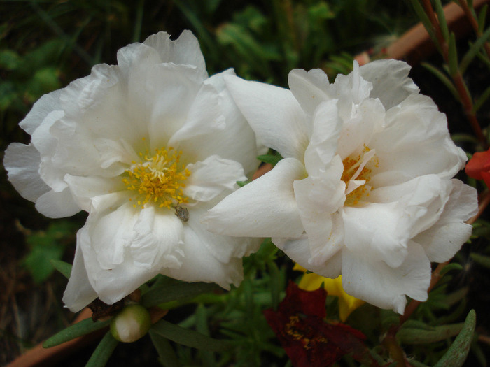 Portulaca grandiflora (2011, July 10)