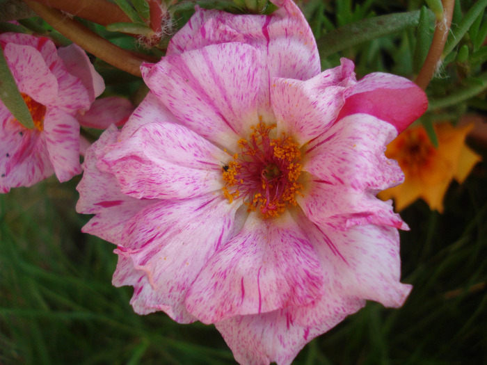 Portulaca grandiflora (2011, July 10) - PORTULACA Grandiflora