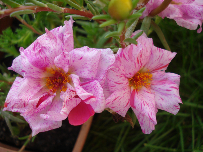 Portulaca grandiflora (2011, July 10)