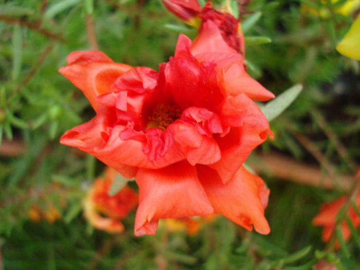 Portulaca grandiflora (2011, July 10)