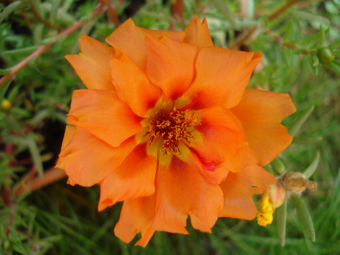 Portulaca grandiflora (2011, July 10) - PORTULACA Grandiflora