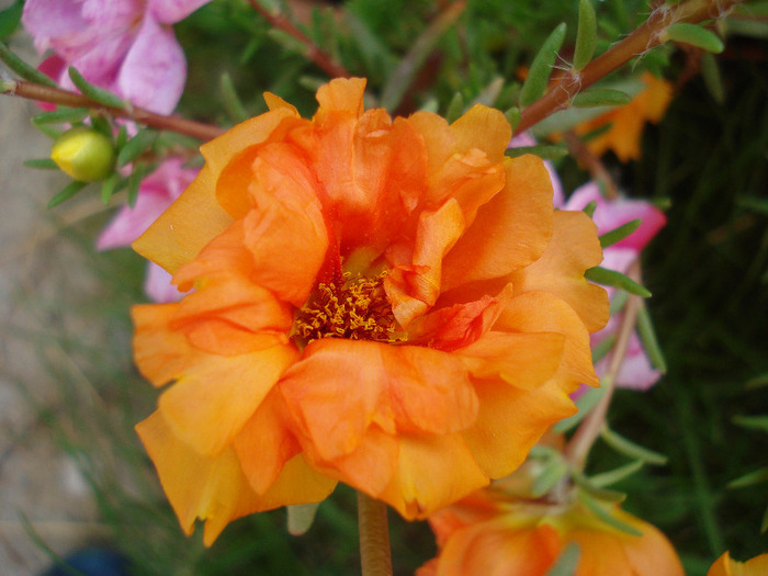 Portulaca grandiflora (2011, July 10)