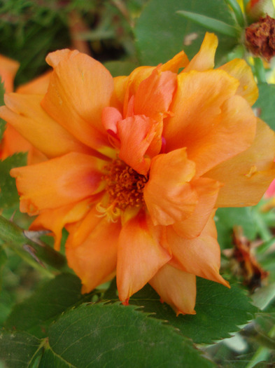 Portulaca grandiflora (2011, July 10)