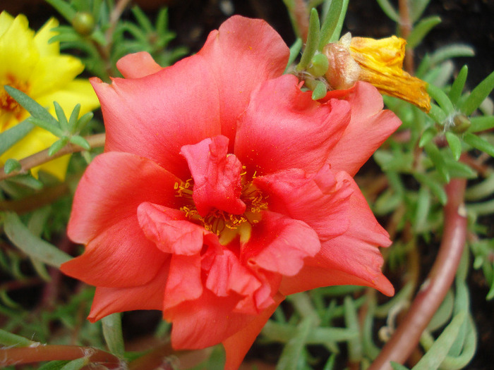 Portulaca grandiflora (2011, July 10)