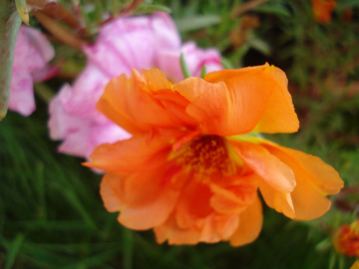 Portulaca grandiflora (2011, July 10) - PORTULACA Grandiflora